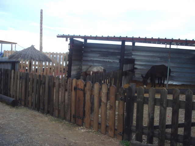  Ponies Centro Hipico Los Hermanos 